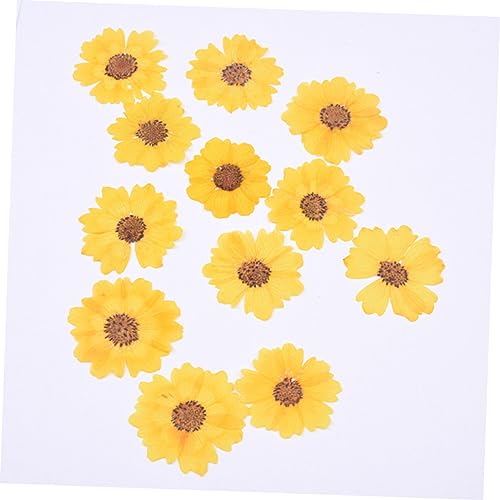 24 piezas de flores secas para manualidades y decoración miniatura 2