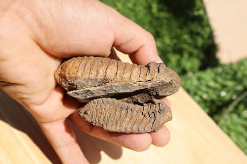 Image of 2PCS Calymene Trilobites Flexicalymene Ordovician Fossil Trilobites A8