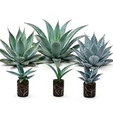 Agave Blue Mix Collection Live Plants – (3 Pack) 2” Mini Starter Plugs – Blue Glow, Flame & Frosty – Live Succulent Plants for Containers, Patios, Fairy Gardens & Xeriscape Landscapes