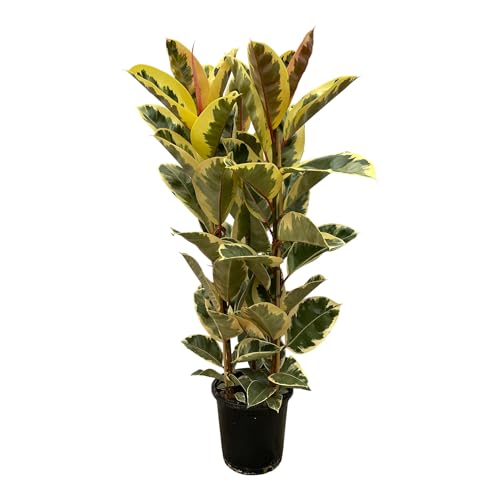 Trendyplants Ficus Elastica Tineke - Árbol de Caucho, Planta de Interior (altura: 150-170 cm, diámetro de la maceta, 28 cm)