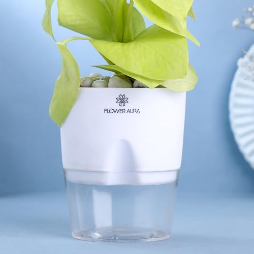 Image of FlowerAura Air Purify Live Indoor Lucky Golden Money Plant In White Self Watering Pot For Living Room, Balcony, Home /Office Decor | Premium Gifting | Improving Air Quality | Reducing Stress