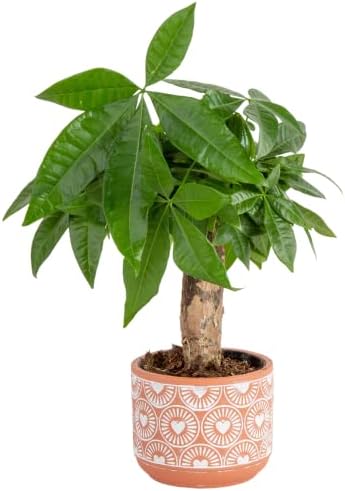 Costa Farms Live Money Tree, Easy Care Indoor Plant, Mini Bonsai in Terracotta Décor Planter Pot, Potted in Potting Soil, Home Décor, Birthday Gift, New Home Gift, Outdoor Garden Gift, 10-Inches Tall