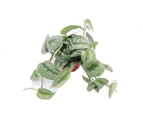Scindapsus Pictus 'Exotica' 6" - from California Tropicals