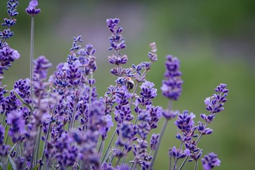 10 x echter Lavendel Hidcote Lavandula angustifolia lila...