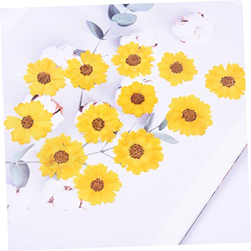 Flores Margaritas Secas COHEALI 24pcs para Manualidades miniatura 2
