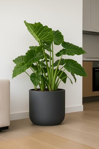 Finestgreen Charlie Pflanzgefäß Schwarz XL | Blumentopf für Innen- und Außenbereich, Frostfest, UV-Beständig, wasserdicht | Blumenkübel Betonoptik