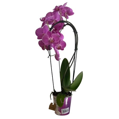 Orquídea Natural Planta de Interior Phalaenopsis
