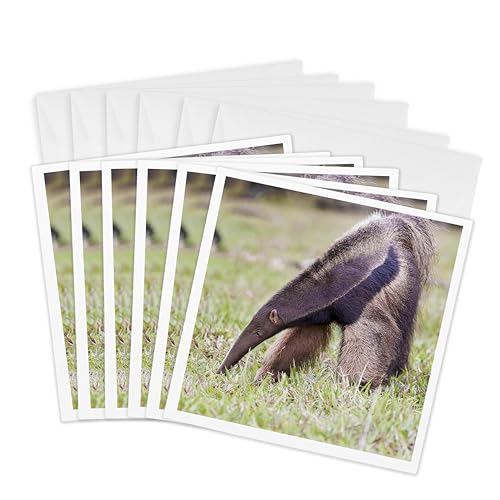 Cartes Brésil Bonito antre géant pour vos courriers de voyage