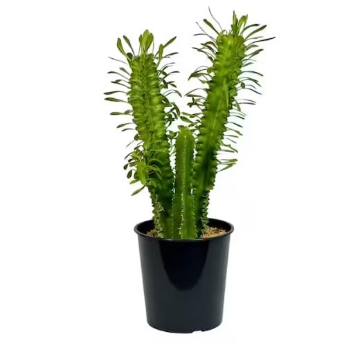 Live African Milk Cactus | Euphorbia Trigona Live Plant Euphorbia Cactus Plant_ Green Succulent Plant Indoor Decorative Milk Tree for Home & Office Decor_Stunning Architectural Plant-image-4