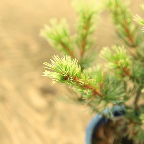Amazon.co.jp: Seedling: Fubuki Ippa Pine* : DIY, Tools & Garden