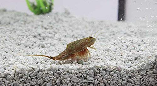 Triops Cancriformis Urzeitkrebse Starter Set mit ca. 150 Urzeitkrebs-Eiern/Zysten Deutschland, Anleitung zur Zucht und Jungtier-Futter - Züchte jetzt Deine eigenen Urzeitkrebse