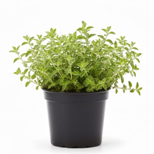 Oregano Live Plant, Outdoor, Fragrant and Pest Resistant, Year Ro...