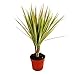 Exotenherz - Drachenbaum - Dracaena marginata "Bicolor" zweifarbig - 1 Pflanze - pflegeleichte Zimmerpflanze - luftreinigend- 12cm Topf