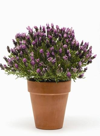 Semillas De Lavanda Lavandula Stoechas 'Joya De La Corona' - Perenne, Ideal Para Jardín Y Macetas