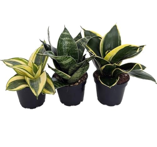 3 Snake Plant - Sansevieria Assorted Variety from Plants&Coffee