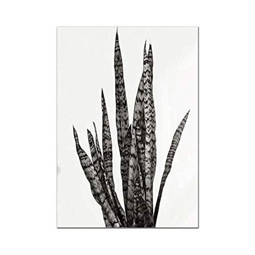 XingChen Impresiones para Paredes 60x80cm sin Marco Sansevieria Trifasciat Poster Plant Nordic Wall Art Pictures para Sala de Estar Negro Blanco Decoración Moderna