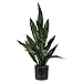 2ft. Sansevieria Artificial Plant