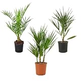 Hardy Palms Mix - Set de 3 Palmeras - ⌀14-15 cm - 50-60 cm