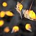 WSgift LED String Lights, Ocean Conch Beach Themed Battery Powered 9.18 ft 10 LEDs Lights for Indoor, Outdoor Decoration Projects (Warm White)