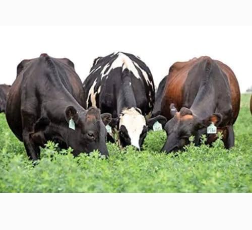 Image of SK Organic Multicut Fodder Grass Seeds, Alfalfa /Lucerne /Kundare Methya /Rajka, 3 Years Variety, High Yield, High Protein (3KG)