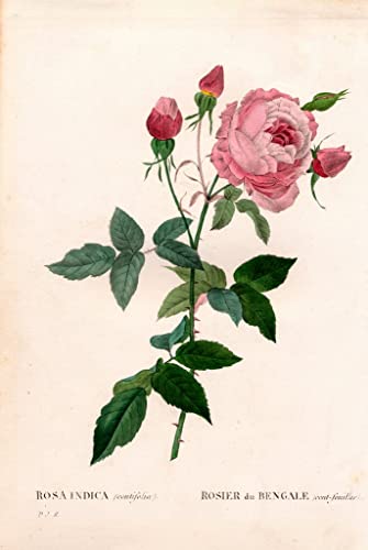 Lienzo abstracto de la Rosa Chinensis Pierre Redouté para decorar paredes de casa