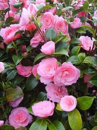 Skycom Nature Care Rose Plant (Hybrid, Pack of 1) (B095M15K1F) Amazon Price History, Amazon Price Tracker