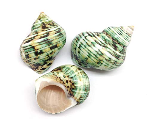 Image of PEPPERLONELY 3 PC Natural Large Hermit Crab Shells, Green Turbo, 2 Inch ~ 2-1 /2 Inch