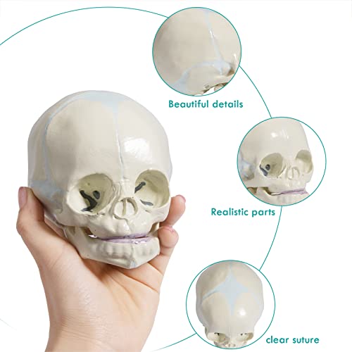 Image of Human Infant Skull Model - Fetus Skull Anatomy Baby Skull Model Life Size