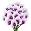 Purple&white