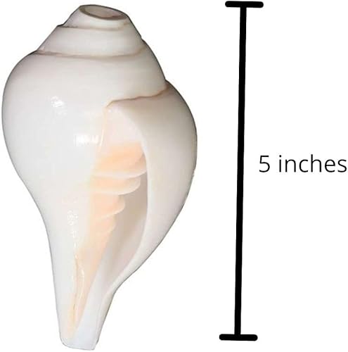 Miniatura 2 de Himalayan Craft Loud Blowing Original Conch Shankh 5 pulgadas grande blanco mejor para Pooja, decoración, meditación de sonido y curación concha de
