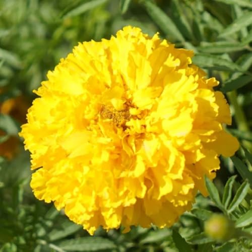 semillas de caléndula orgánicas - tagetes - trepadoras resistentes, orgánicas de caléndula de caléndula de silvestres, para 900pcs