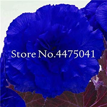 Seme di vaso. Weiße Begonie 50 PC-Malus Spectabilis Rare Farbe Balkon Terrasse Blumen-Anlage für Hausgarten-Leicht zu wachsen Topf: 7