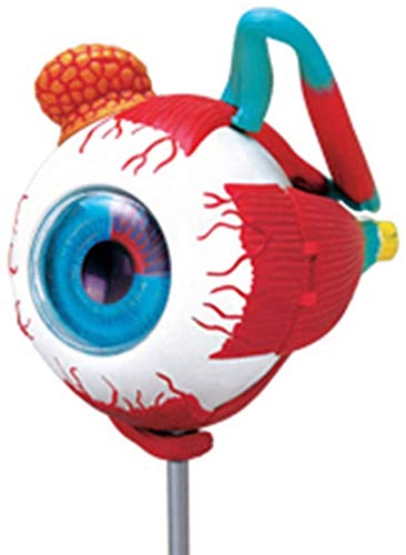 Modèle Modélisation du Modèle De Boule De L'Anatomie 32 Parties Oeil Démonté Modèle Anatomique Humain du Modèle d'oeil pour Le Modèle De Formation Médicale Matériel Éducatif, Matériel De ...