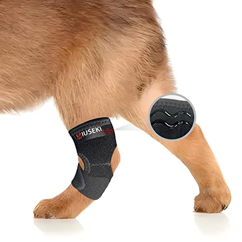 Best Hock Braces For Dogs Helping Your FourLegged Friend Stay Active