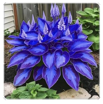 Perennial-Hosta Bulbs for Planting Now UK-LargeBrilliant Hosta Rhizome/Grow Well/Excellent Display/Potted/Rare-4bulbs-H
