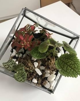 CLEARANCE] Root Box™ Large Plant Terrarium Kit in scented