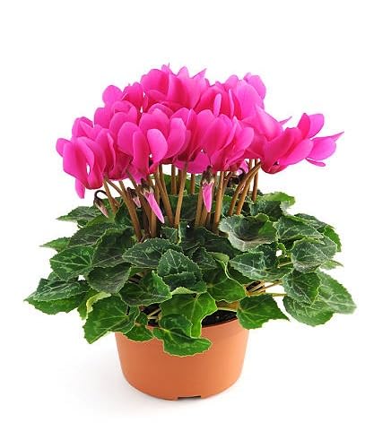 100 graines de fleurs de cyclamen rose