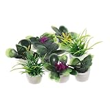 Basse entretien: ces usines miniatures nécessitent un entretien minimal, ce qui les rend plus à votre décoration, à la maison mini, à une petite plante de plante