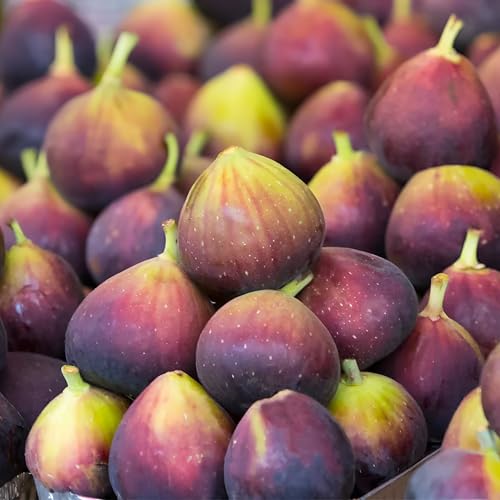 Chicago Cold Hardy Fig Tree Live Plant – Fast Growing, Cold Hardy Fruit Tree for Outdoor Planting – Chicago Cold Hardy Fig for Home Garden, Patio & Orchard (1 Gallon/Potted/Single Plant)