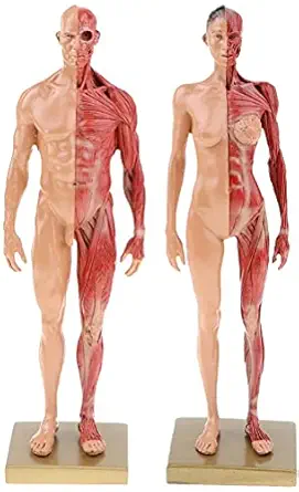 BONEW 30CM Male and Female Resin Human Anatomical Anatomy Skull Head Body Model Muscle Bone Model Medical Lab Reference Model Red (Male&Female)