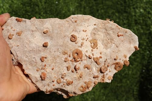 Image of Ammonites & Gastropods Plate Cretaceous Fossils Fossils from Morocco Fossil Rock ammonites Fossil from Morocco A107