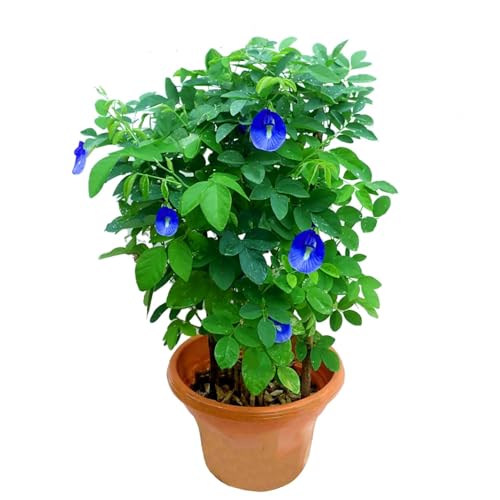 Blue Aparajita Flower Live Plant With Beautiful Pot Exquisite Creeper For Your Outdoor Balcony Garden plant with nursery pot