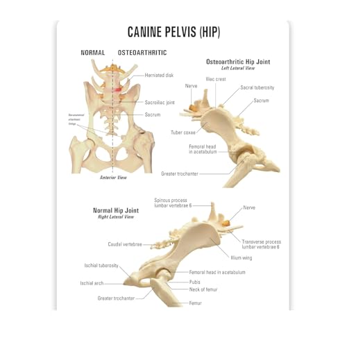 Image of Dog Skeleton Model,Canine Hip Model,Normal Hip Knee Joint Replica for Canine Anatomy for Veterinary Office Educational Tool Organs Model (Canine Hip)