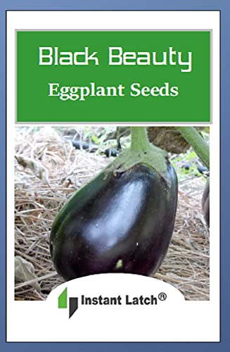 250 Black Beauty Eggplant Seeds | Non-Gmo | Heirloom | Fresh Garden Seeds #TOP1