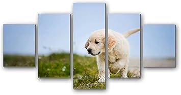 Amazon Co Jp アートパネル 壁掛け絵画 インテリアアート キャンバス ゴールデンレトリバーかわいい犬の子犬の草 5枚セット現代 壁飾り 部屋飾り 壁ポスター 絵画 玄関 おしゃれ モダン 壁掛け 雑貨 プレゼント ギフト アートフレーム おしゃれ ホーム キッチン