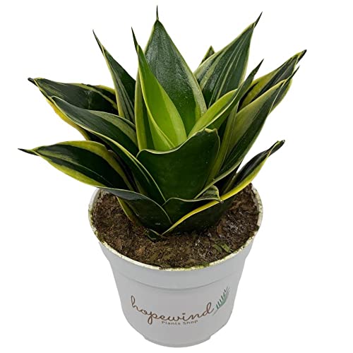 Snake Plant, Black Gold, Sansevieria, Live Indoor Plant, 4 Inch Pot - Hopewind Plants Shop #TOP10