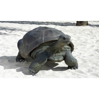Amazon | アニマル ビッグフィギュア【ガラパゴスの陸ガメ