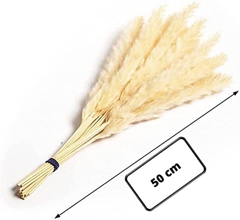 Pampas Grass Cream White Fluffy Natural Pampass Grass Decor Boho Plant Decor Real Dried Pampas Grass Flower Arrangement Decorative Home Accessories Pampas Grass Plant Dried for Small Vase 50cm 30Pc