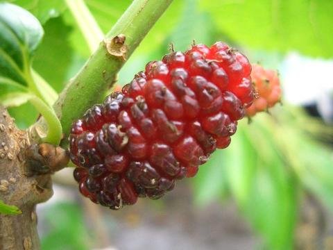 Amazon | マルベリー 苗 ララベリー 鉢苗 果樹苗木 桑の木 果樹苗 | 果物