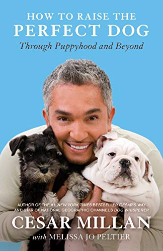 How To Raise The Perfect Dog